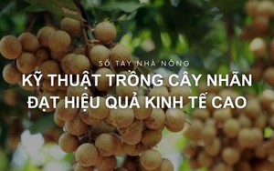 SỔ TAY NHÀ NÔNG: Kỹ thuật trồng cây nhãn đạt hiệu quả kinh tế cao