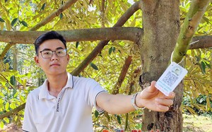 Một HTX trồng sầu riêng ở Bình Phước, cây nào cũng gắn mã QR, quét điện thoại là 'lộ' mọi thông số