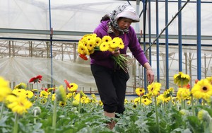 Lâm Đồng: Quyết định 182 của Thủ tướng Chính phủ sẽ giúp các cấp Hội chủ động hỗ trợ nông dân