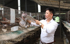 Nuôi chim bồ câu Pháp, một Hợp tác xã ở Phú Thọ lãi hàng tỷ đồng mỗi năm