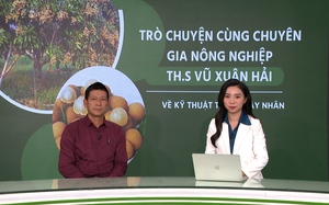 GÓC CHUYÊN GIA: Cách chăm sóc cây nhãn trong thời kỳ ra hoa, đậu trái