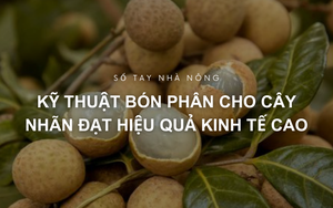 Sổ tay Nhà nông: Kỹ thuật bón phân cho cây nhãn đạt hiệu quả kinh tế cao