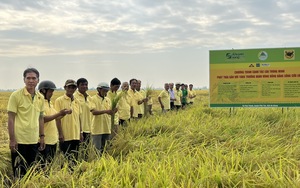 Trên cánh đồng ở An Giang, một bên lúa tốt bời bời, một bên ngã rạp, nông dân thích thú đến xem