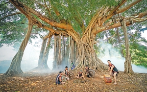 Loại cây cổ thụ ở Gia Lai có từ khi lập làng, đến mùa vẫn 
