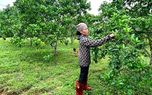 Quỹ Hỗ trợ nông dân tỉnh Quảng Ninh giúp nhiều hội viên thoát nghèo, vươn lên phát triển kinh tế