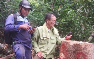 Chi cục Kiểm lâm Quảng Nam báo cáo gì về rừng bị phá thuộc đường dây 110 kV của thủy điện Tr’Hy?