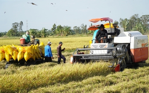 Giá lúa lập tức quay đầu tăng sau thông tin Indonesia cần nhập khẩu thêm 1,6 triệu tấn gạo trong năm 2024