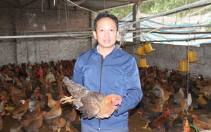 Gà rớt giá, người chăn nuôi thua lỗ, một tổ hợp tác ở Thái Nguyên mong được hỗ trợ vốn