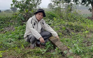Vụ phá rừng chiếm 30ha đất ở Quảng Trị: Tiếp tục tạm đình chỉ vì ... chưa tìm thấy hồ sơ