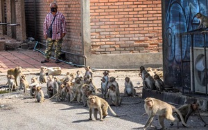 3.500 con khỉ 'điên cuồng xâm chiếm' thành phố khiến người dân kinh hoàng bỏ chạy 