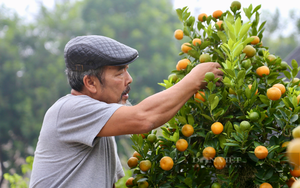 Nhà nhà chơi quất trong dịp Tết Nguyên đán nhưng đã hiểu hết ý nghĩa sâu sắc của biểu tượng này?