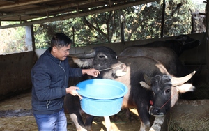 Ở Sơn La, mùa xuân đang khoác lên “miền quê cổ tích” này một tấm áo mới thật đẹp, đó là ở đâu?