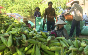 Trồng bắp nếp kiểu gì mà nông dân ở một xã của Bình Thuận nói lãi hơn xạ lúa gấp 2-3 lần?