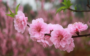 5 loại hoa cắm bàn thờ Tết Nguyên đán 2024 hút tài lộc, giúp gia chủ may mắn
