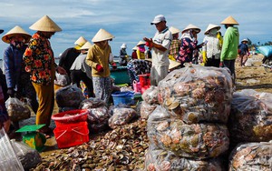 Ở bãi biển này của Bình Thuận giáp tết tấp nập người chỉ để mua bán một loài hải sản, ngon nhất là thứ này