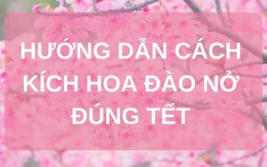 SỔ TAY NHÀ NÔNG: Hướng dẫn cách kích hoa đào nở đúng dịp Tết