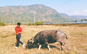 Xuất hiện 