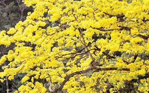 Một vùng rừng núi sát biển Ninh Thuận, Bình Thuận nổi tiếng từ thời nhà Trần với loài mai vàng đẹp mê mẩn
