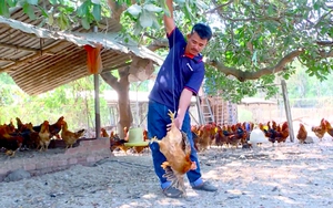 Đặc sản gà trống thiến mất giá đến 50.000 đồng/kg nhưng không có khách mua, nông dân Đồng Nai lo mất Tết