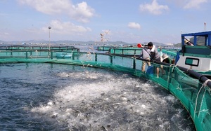 Ở vùng biển này của Phú Yên, thấy dân làm lồng khổng lồ nuôi cá, vợt lên toàn con to bự