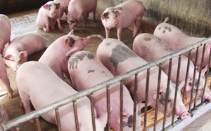 Giá lợn hơi cận Tết tiếp tục giảm, vì sao?