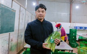 Hưng Yên: Một HTX trồng rau VietGAP lãi 100 triệu đồng/ha, cung ứng 15-20 tấn rau/ngày dịp Tết Giáp Thìn