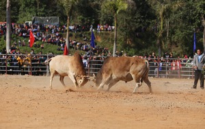 Điện Biên tổ chức Hội thi đấu bò truyền thống mừng Xuân Giáp Thìn 2024