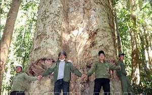 Một cây cổ thụ khổng lồ sống gần 1.000 năm ở Kon Tum, thọ hơn ông Bành Tổ, ngước lên chóng hết cả mặt