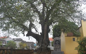 Một cây cổ thụ 700 tuổi ở Ninh Bình xanh tốt quanh năm, mùa hè vẫn ra quả vàng thơm khắp làng