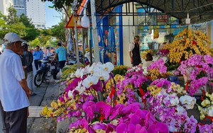 Hoa Tết ở Tp Nha Trang của Khánh Hòa đang hút khách, mua bán nhộn nhịp