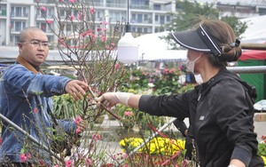 Ế ẩm hàng hoa tết, cây cảnh tại TP Hạ Long của Quảng Ninh, hoa nở tưng bừng, tiểu thương héo hắt