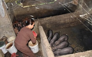 Cả làng ở Nghệ An nuôi loại lợn đặc sản đang bán đắt hàng, hễ nói bán có là có người bắt hết
