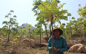 Thanh thất là cây gì mà chịu hạn cực tốt, trồng ở vùng núi đá khô cằn ở Ninh Thuận vẫn xanh tươi?