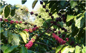 Giá cà phê hôm nay 8/2: Sàn quốc tế, cà phê Robusta tăng, trong nước gần chạm mốc 79.000 đồng/kg