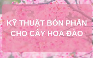 SỔ TAY NHÀ NÔNG: Kỹ thuật bón phân cho cây hoa đào đạt hiệu quả kinh tế cao 