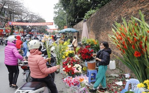 Rặng duối cổ trăm tuổi xanh mướt trên đường vào nơi Bác Hồ sinh sống - Ảnh 13.