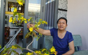 Tết Giáp Thìn vui tươi trong những ngôi nhà mới ở vùng trồng nho lớn nhất tỉnh Ninh Thuận