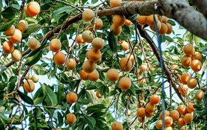 Ngoài bưởi Năm Roi, tỉnh Vĩnh Long còn sở hữu một loại trái cây đặc sản nổi tiếng khác, đó là loại trái cây gì?