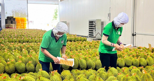 Lý do Việt Nam tăng mạnh xuất khẩu rau quả sang Trung Quốc