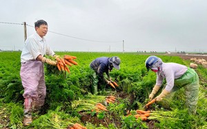 Bán loại củ ăn vào sáng mắt, đẹp da sang Hàn Quốc, Nhật Bản, nông dân một xã của Hải Dương thu tiền tỷ 