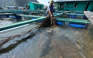 Thành phố nào bốn mặt giáp sông, sông lớn nhất diễn ra trận thủy chiến lớn nhất lịch sử Việt Nam? - Ảnh 7.