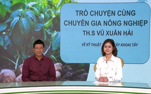 GÓC CHUYÊN GIA: Chọn giống khoai tây và bảo quản củ giống