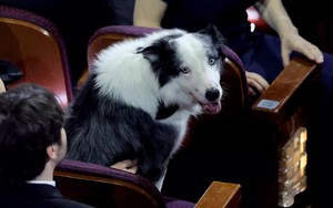 Bất ngờ nhất tại Oscar 2024: Chú chó “diễn viên” Messi xuất hiện tại lễ trao giải