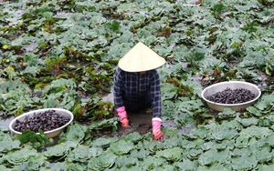 Thứ cây này trồng ở An Giang xuất xứ Đài Loan, tối ngày bơi dưới ao, ra quả gọi là củ, dân bán có tiền