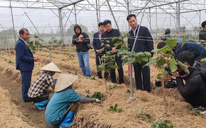 Khuyến nông cùng chuyên gia Nhật Bản giúp nông dân làm ăn lớn