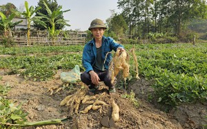 Trồng thứ khoai lang vỏ trắng, ăn bở tơi, nông dân một xã của tỉnh Điện Biên thu 120 triệu đồng/ha