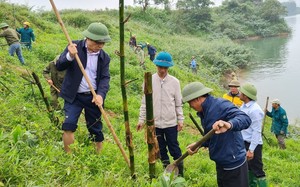 Một huyện ở Nghệ An dân đang trồng 60.000 cây tre dọc bờ sông Lam
