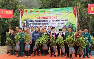 Lào Cai: Hỗ trợ 50.000 cây quế giống cho hội viên nông dân vùng biên có hoàn cảnh khó khăn