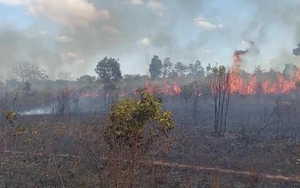 Cháy gần 25 ha keo lai ở Gia Lai