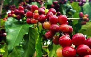 Giá cà phê ngày 13/3: Giá cà phê đồng loạt tăng, trong nước chạm mốc 92.000 đồng/kg 